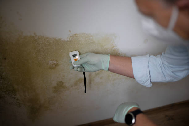 Best Toxic Mold Removal  in Havana, FL