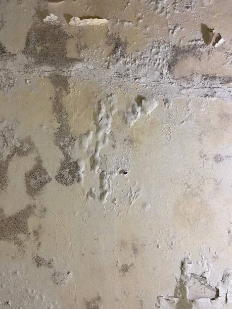 Best Toxic Mold Removal  in Havana, FL
