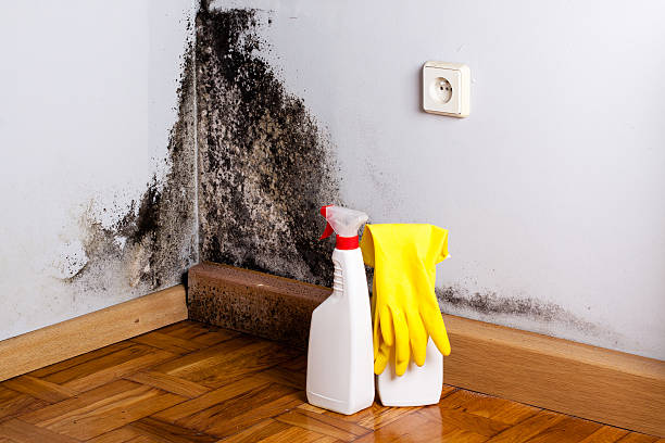 Mold Removal Process in Havana, FL